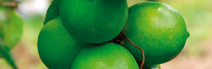 Trinidad & Tobago 2020 - Agriculture