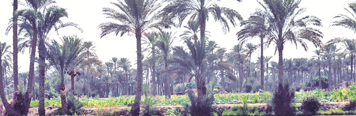 Egypt Agriculture