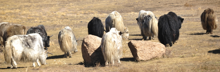 Mongolia Agriculture 2012