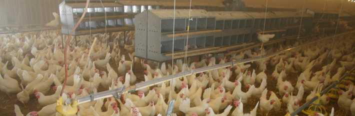 Saudi Arabia Agriculture 2013