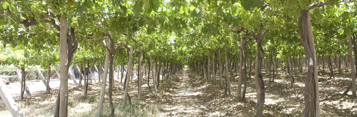 Egypt Agriculture 2013