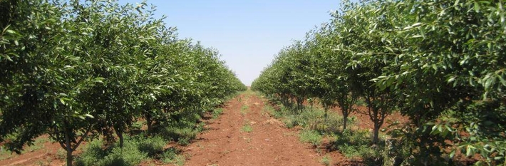 Turkey Agriculture 2012