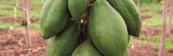 Kenya Agriculture