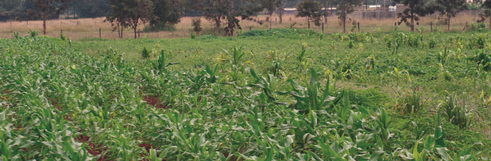 Kenya Agriculture