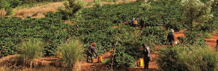 Agriculture - Tanzania 2018