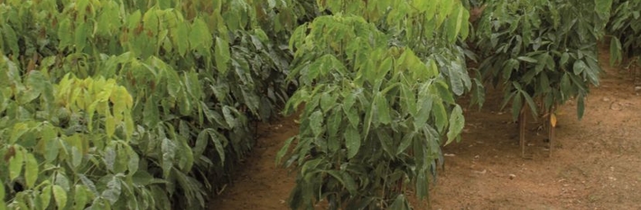 Côte d'Ivoire Agriculture