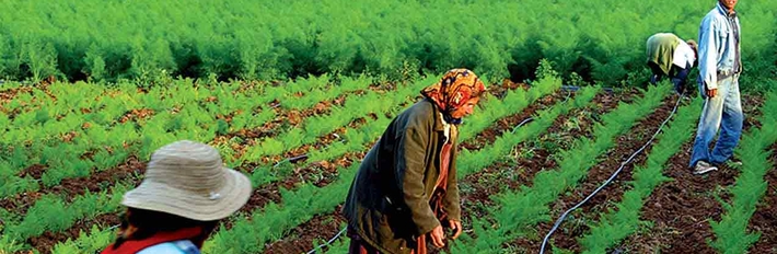 Tunisia Agriculture