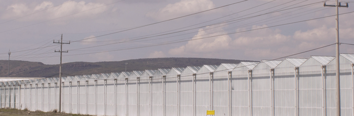 Mexico Agriculture
