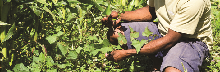 Papua New Guinea Agriculture and Fisheries