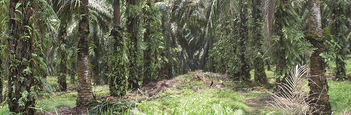 Sarawak 2015 Plantations & Agriculture
