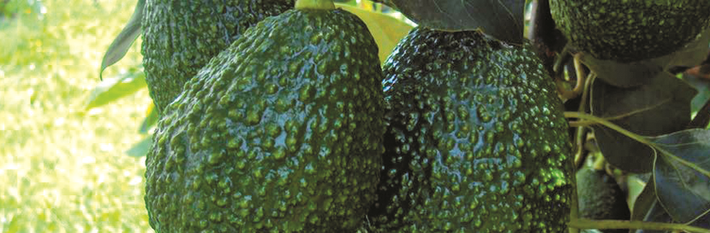 Colombia Agriculture