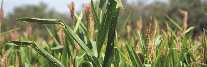 Peru Agriculture