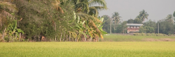 Thailand Agriculture 2014