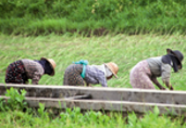 Myanmar Agriculture