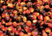 Malaysia palm oil