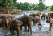 Sri Lanka tourism