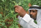 Abu Dhabi agriculture