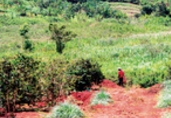 Kenya agriculture