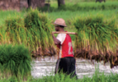 Myanmar agriculture