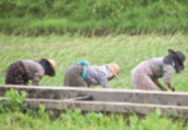 Myanmar agri