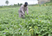 Nigeria agriculture