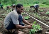 PNG agriculture