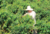 Panama agro