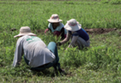 Peru Agriculture