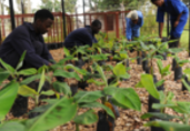 Tanzania agriculture