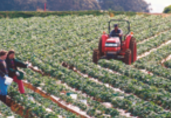 Mexico agriculture