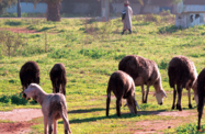 Morocco 2020 - Agriculture and Fisheries