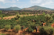 Agriculture - Tanzania 2018