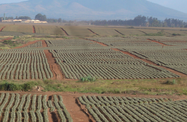 Kenya Agriculture