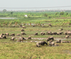 Vietnam Agriculture